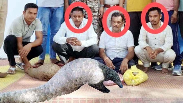 अंतर्राज्यीय वन्यजीव तस्करों का पर्दाफाश, देवभोग पुलिस की बड़ी कार्रवाई, विलुप्त प्रजाति सालखपरी (पैंगोलिन) जिंदा बरामद, तीन आरोपी गिरफ्तार
