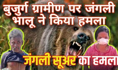 महिला पर जंगली सूअर ने किया जानलेवा हमला, दरलीपारा में भालू का कहर, हाथियों ने की फसलें बर्बाद, किसानों ने की मुआवजे की मांग