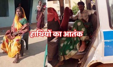 गजराज का आतंक, फिर घुसा 4 हाथियों का झुंड, लकड़ी लेने गई महिला पर हमला, गांव में दहशत का माहौल, कई खेतों की फसल बर्बाद, स्कूल में छुट्टी