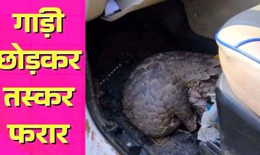 अवैध पैंगोलिन तस्करी का भंडाफोड़: पुलिस को देख स्कॉर्पियो छोड़ फरार हुए तस्कर, वन्यजीव को कब्जे में लेकर कार्रवाई में जुटा वन अमला