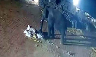 दंतैल हाथी ने धान खरीदी केंद्र में मचाया उत्पात, कर्मचारियों ने भागकर बचाई अपनी जान, ग्रामीणों में दहशत का माहौल, रतजगा को मजबूर