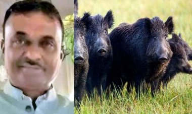 जंगली सूअरों के हमले से किसान की मौत, चार दिन पहले मुंशी पर भी हुआ अटैक, ग्रामीणों में दहशत का माहौल, सुरक्षा के पुख्ता इंतजाम की मांग