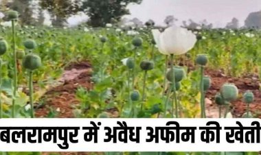 दुर्ग के बाद बलरामपुर में 5 एकड़ खेत में मिली अफीम की फसल, लीज पर जमीन लेकर बाहरी व्यक्ति कर रहा था खेती, ग्रामीणों के सूचना पर पुलिस का छापा