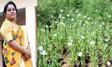 सरकारी योजना का भी लाभ लिया अफीम उगाने वाला किसान, ग्रामीण कृषि विस्तार अधिकारी एकता साहू सस्पेंड, 3 अधिकारियों को कारण बताओ नोटिस