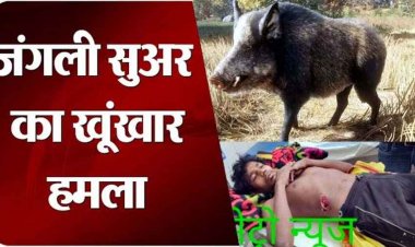दिनदहाड़े जंगली सूअर का हमला, महुआ की रखवाली कर रहे युवक को कर दिया लहूलुहान, अस्पताल में भर्ती, इलाके में दहशत का माहौल