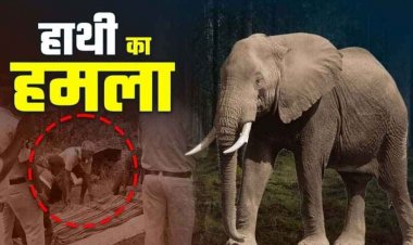 महुआ बिनने गए दंपति पर गजराज का हमला, हाथी ने पत्नी के सामने पति को उठाकर पटका, इलाके में दहशत, मौत के बाद ग्रामीणों में भारी आक्रोश
