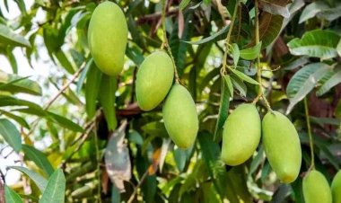 पेड़ से गिरकर युवक की मौके पर मौत, संतुलन बिगड़ते ही नीचे गिरा, आम तोड़ते समय हुआ दर्दनाक हादसा, परिवार और गांव में शोक का माहौल