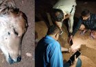 नहर किनारे गाय के बछड़े का मिला कटा हुआ सिर, इलाके में फैली सनसनी, नाराज ग्रामीणों में भारी आक्रोश का माहौल, उचित कार्यवाही करने की मांग