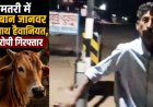 धमतरी में इंसानियत शर्मसार: गाय के साथ घिनौनी हरकत करने का आरोप, पुलिस ने आरोपी राजू को किया गिरफ्तार, इलाके में आक्रोश का माहौल