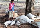 आकाशीय बिजली गिरने से 21 मवेशियों की हुई मौत, पशुपालकों को भारी आर्थिक नुकसान, ग्रामीण प्रशासन से कर रहे मुआवजे की मांग