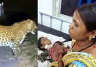 गरियाबंद में टीवी देखकर लौट रहे 10 वर्षीय मासूम बच्चे पर तेंदुए ने किया जानलेवा हमला, चीख सुन दौड़े माता-पिता, हालत नाजुक, रायपुर रेफर