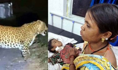 गरियाबंद में टीवी देखकर लौट रहे 10 वर्षीय मासूम बच्चे पर तेंदुए ने किया जानलेवा हमला, चीख सुन दौड़े माता-पिता, हालत नाजुक, रायपुर रेफर