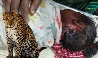​घर के आंगन से बच्ची को उठा ले गया तेंदुआ, तेंदुए के जबड़े से मासूम को खींच लाए माता-पिता, 24 घंटे में दूसरा शिकार, गरियाबंद में दहशत का माहौल