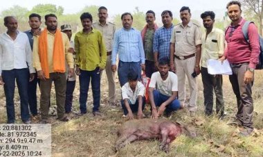 फिंगेश्वर क्षेत्र में 6 पालतू कुत्तों के साथ जंगली सुअर का शिकार, वन विभाग ने मारा छापा, एक नाबालिग समेत तीन शिकारी गिरफ्तार, चार फरार, पिकअप जब्त