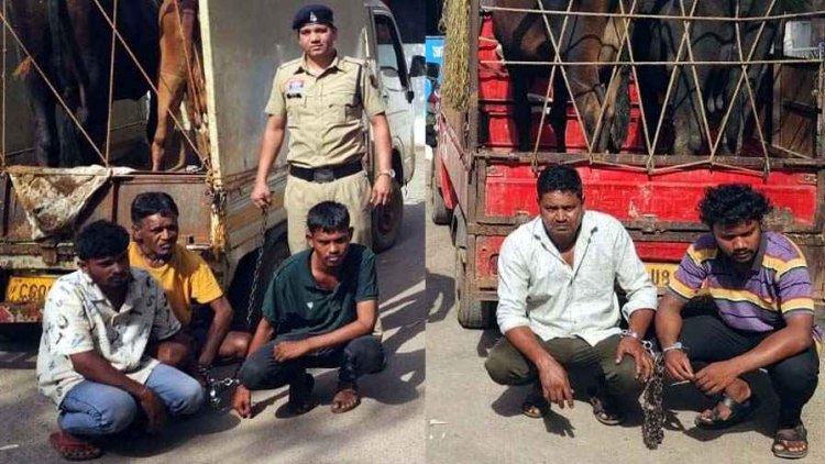 चरने गए मवेशियों की चोरी, CCTV बना गवाह, तामेश्वर और समीर समेत 5 आरोपी गिरफ्तार होकर पहुंचे सलाखों के पीछे, तीन गाय और एक भैंस बरामद