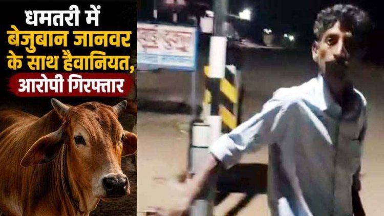 धमतरी में इंसानियत शर्मसार: गाय के साथ घिनौनी हरकत करने का आरोप, पुलिस ने आरोपी राजू को किया गिरफ्तार, इलाके में आक्रोश का माहौल