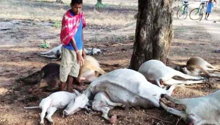 आकाशीय बिजली गिरने से 21 मवेशियों की हुई मौत, पशुपालकों को भारी आर्थिक नुकसान, ग्रामीण प्रशासन से कर रहे मुआवजे की मांग