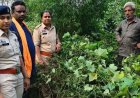 नदी किनारे बाड़ी में उगा रहा गांजा, बाड़ी में सब्जियों के बीच मिले बड़े-बड़े पौधे, गांजे की अवैध खेती पर पुलिस की बड़ी कार्रवाई, बुजुर्ग किसान गिरफ्तार
