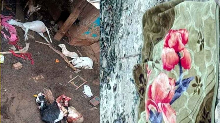 सड़क किनारे सो रहे 2 मजदूरों को हाथी ने कुचला, सड़क-निर्माण में लगे दो श्रमिकों की मौत, इधर घर-बाड़ी में घुसकर तेंदुए ने किया बकरियों का शिकार