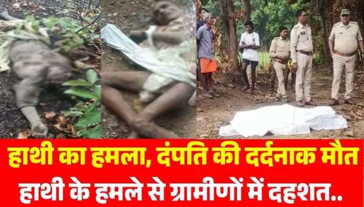 दल से भटके हाथी ने मचाया आतंक, जंगल गए दंपती पर दंतैल ने किया हमला, पति-पत्नी को कुचलकर उतारा मौत के घाट, इलाके में दहशत का माहौल