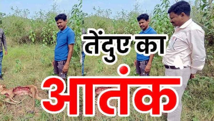 बहेराबुड़ा में तेंदुए का आतंक, आधी रात घर के बाड़े से बछड़े को उठाकर बनाया शिकार, इलाके में दहशत का माहौल, वन विभाग ने जारी किया एलर्ट