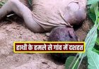 हाथी का खूनी तांडव, मशरूम ढूंढने जंगल गए जहाज को गजराज ने कुचलकर मार डाला, ग्रामीणों ने दहशत का माहौल, सुरक्षा की मांग, अलर्ट जारी