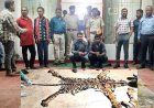 बाघ खाल तस्करी मामले में वन विभाग की बड़ी प्रशासनिक कार्रवाई, पासेवाड़ा रेंजर, डिप्टी रेंजर और बीट गार्ड सस्पेंड, 7 आरोपी भेजे गए जेल
