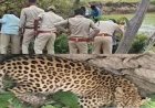 सूखे कुएं में गिरा तेंदुआ, इलाके में मचा हड़कंप, सीढ़ी के सहारे तेंदुए को कुआं से निकाला बाहर, वन विभाग का सफल ऑपरेशन, जंगल पहुंचा सुरक्षित