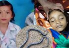 खाट पर सो रही 8 साल की बच्ची, आधी रात करैत सांप बनकर पहुंचा 'यमराज' का दूत, फिर जो हुआ जानकर फट जाएगा कलेजा!, गांव में पसरा मातम