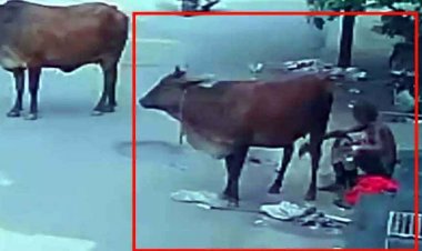 रायपुर में गाय से बुजुर्ग ने किया दुष्कर्म, CCTV फुटेज आया सामने, लोगों में आक्रोश का माहौल, धार्मिक भावनाएं आहत करने का आरोप, आरोपी देव शरण गिरफ्तार