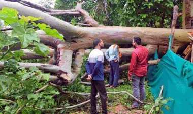 गरियाबंद में दर्दनाक हादसा, वन विभाग के मकान पर गिरा वर्षों पुराना नीलगिरी का विशाल पेड़, मची अफरा-तफरी, इलाज के दौरान एक महिला की मौत