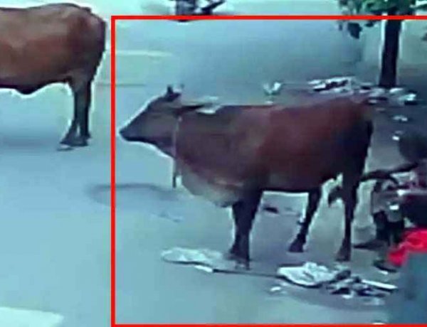 रायपुर में गाय से बुजुर्ग ने किया दुष्कर्म, CCTV फुटेज आया सामने, लोगों में आक्रोश का माहौल, धार्मिक भावनाएं आहत करने का आरोप, आरोपी देव शरण गिरफ्तार