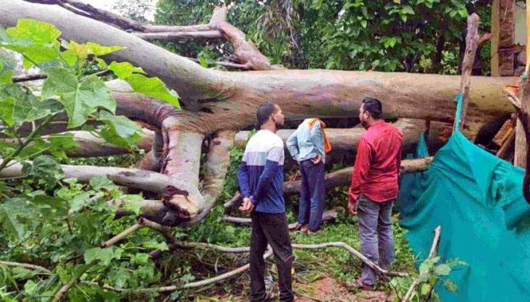 गरियाबंद में दर्दनाक हादसा, वन विभाग के मकान पर गिरा वर्षों पुराना नीलगिरी का विशाल पेड़, मची अफरा-तफरी, इलाज के दौरान एक महिला की मौत