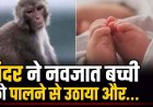 बंदर ने 5 महीने की नवजात बच्ची को पालने से उठाया और मासूम को पानी भरे नीले ड्रम में डाला, हालत नाजुक, इलाज जारी, उत्पात से गांव में दहशत का माहौल