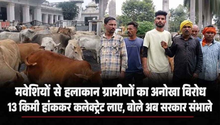 छत्तीसगढ़ आवारा मवेशी समस्या, 13 किमी 110 मवेशियों को हांककर कलेक्ट्रेट पहुंचे ग्रामीण, बोले- अब कलेक्टर साहब ही संभालें, नगर निगम पर लगा बड़ा आरोप