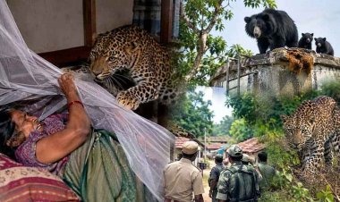 तेंदुआ और भालू का तीन साल बाद फिर आतंक: घर में सो रही महिला पर तेंदुए ने किया हमला, ग्रामीणों ने की मदद पूरे गांव में दहशत का माहौल, सुरक्षा की मांग